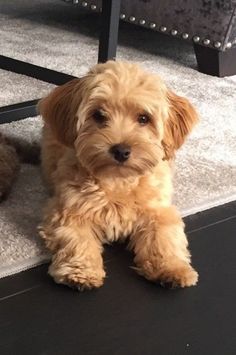 a small brown dog laying on top of a carpeted floor next to a chair