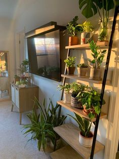 a living room filled with lots of plants on top of shelves next to a window