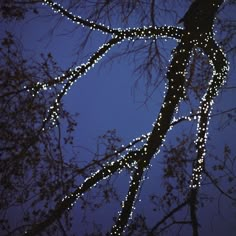 the branches of a tree are lit up with christmas lights at night in front of a blue sky