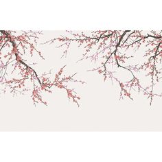 the branches of a tree with pink flowers against a white background, are in full bloom