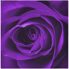 a close up view of a purple rose