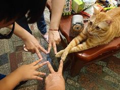 an orange cat sitting on top of a wooden chair next to people holding their hands