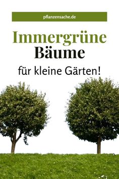 Immergrüne Bäume für kleine Gärten sind zahlreich. In diesem Artikel erfahren Sie neue Sorten immergrüner Bäume, die Ihren kleinen Garten verschönern werden.