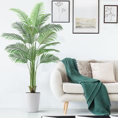 a living room with a couch, potted plant and pictures on the wall