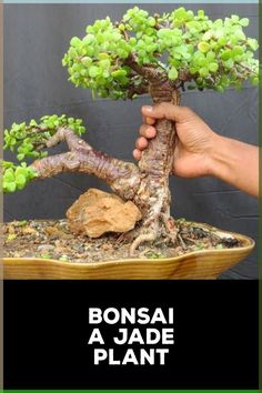 bonsai a jade plant in a wooden bowl