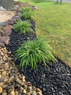 some very pretty plants by the side of a road with rocks and grass in it