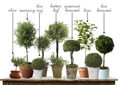 an assortment of topiary plants on a table with the words, an assortment of topiary