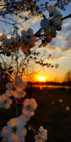 the sun is setting behind some white flowers