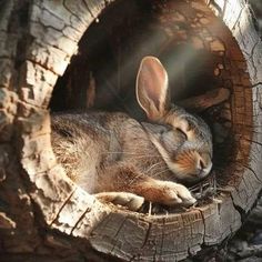 a bunny is sleeping in a hollow on the tree trunk with its eyes closed and ears curled up