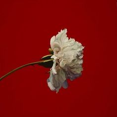 a single white flower is against a red background in this artistic photo, it appears to be blooming