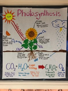 a poster with photosynthessis written on it