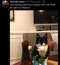 a black and white cat sitting on top of a table next to vases filled with flowers