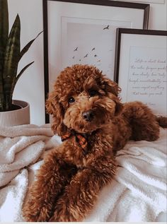 a brown dog laying on top of a bed next to a potted plant and framed pictures