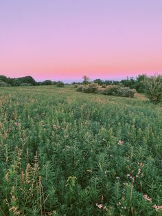 an open field with lots of tall grass and flowers in the foreground at sunset