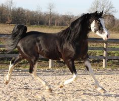 a black and white horse galloping in an enclosed area next to a wooden fence