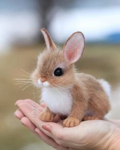 a tiny rabbit sitting on top of someone's hand