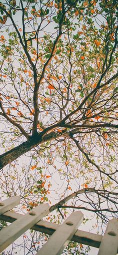 the top of a tree with leaves and branches in front of a white picket fence