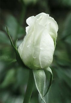 a white flower with green leaves in the background