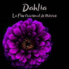 a purple flower with the words dahla in spanish