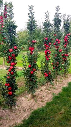 there are many trees with red flowers in the field and one has green leaves on it