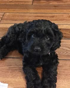 a small black dog laying on top of a wooden floor