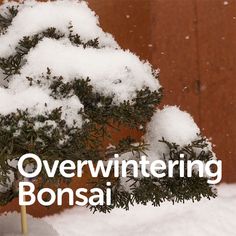 snow covered bonsai tree with text overwintering bonsai written in white letters