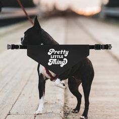 a black and white dog wearing a pretty little thing sign on it's back