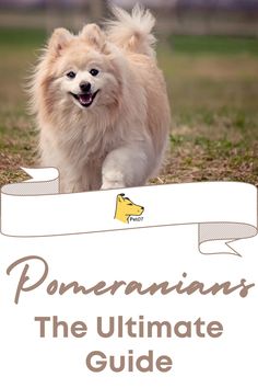 a white dog running across a field with the title'pomeranians the ultimate guide '