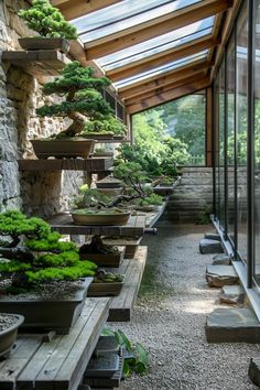 a long row of bonsai trees sitting inside of a glass walled room filled with lots of windows