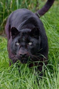 a black cat walking through the grass with its eyes wide open and looking at the camera