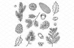 hand drawn pine cones, leaves and acorns