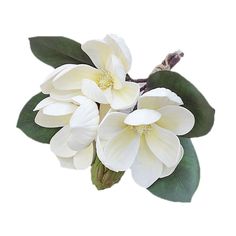 three white flowers with green leaves against a white background