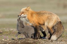 two foxes playing with each other in the grass and dirt area next to some wildflowers