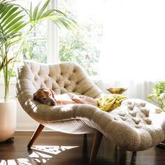 a dog laying on top of a chair next to a potted plant in front of a window