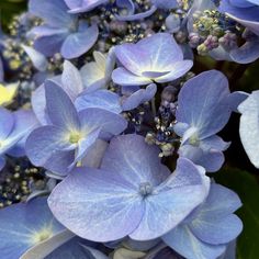 blue flowers with green leaves in the background