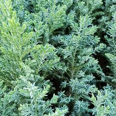 closeup of the green leaves of a plant