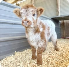 a small brown and white calf standing in hay