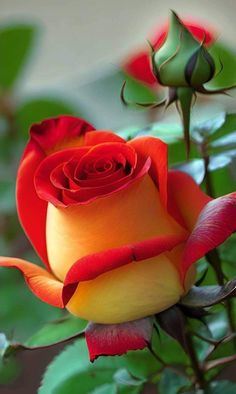 a red and yellow rose with green leaves