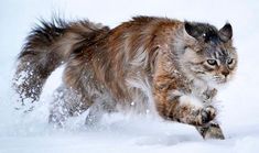 a cat is running through the snow