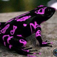 a purple and black frog sitting on top of a rock