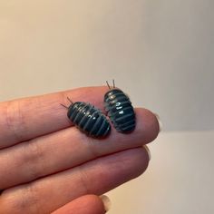 two bugs sitting on top of each other in someone's hand, one is black and the other is gray