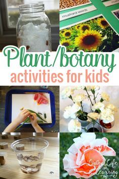 plant / botany activities for kids to do in the garden or at home