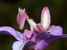 two purple and white flowers with one flower open