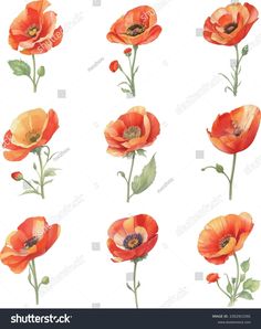 watercolor poppy flowers with green leaves and buds on white background, set of nine