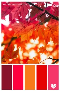 the color palette is red, orange and yellow with some leaves on it's branches