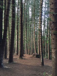 the woods are full of tall trees and rocks