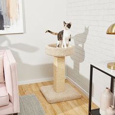 a cat standing on top of a scratching post in a living room next to a pink chair