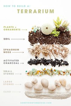 a poster with different types of rocks and plants on it's sides, including the words how to build a terrarium