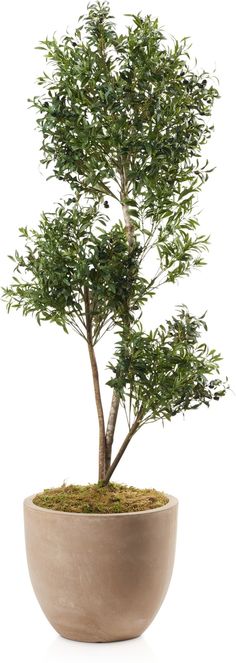 a bonsai tree in a pot on a white background