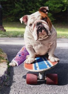 a bulldog is sitting on top of a skateboard